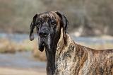 DOGUE ALLEMAND 182